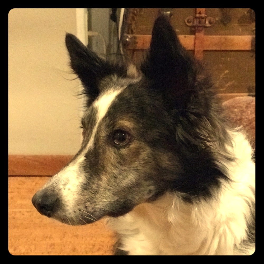 Meet your Posher, River